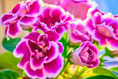 Esrar bitkileri, kapalı mekanlar, tropikal bitkiler. Fotokopinin içinde birkaç bitki var. Arkaplan olarak kullan. kapatma rengi