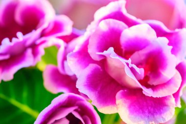 Esrar bitkileri, kapalı mekanlar, tropikal bitkiler. Fotokopinin içinde birkaç bitki var. Arkaplan olarak kullan. kapatma rengi