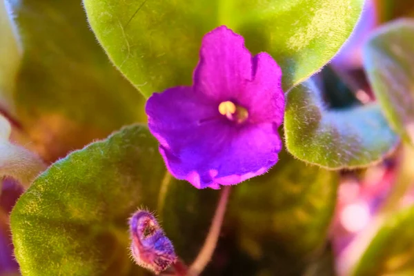 Pot plants, indoor plants, tropical plants. Several plants are located in the photograp. Use as background. close up color