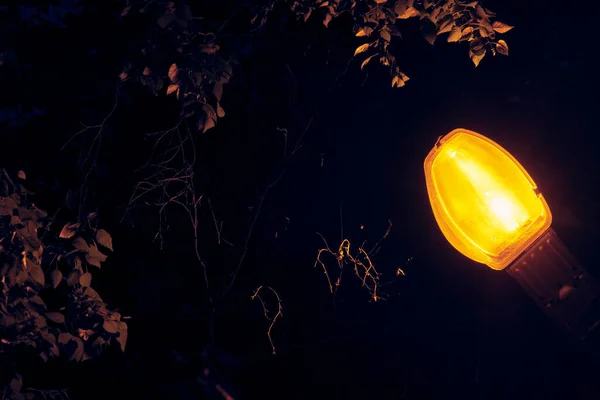 Lanterne Rue Dans Feuillage Nuit Couleur Faible Lumière — Photo