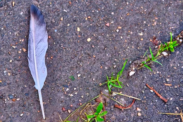 Feather Bird Lies Ground View — Stock Photo, Image