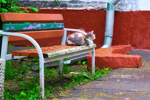 通りの猫はベンチに寝そべってる — ストック写真