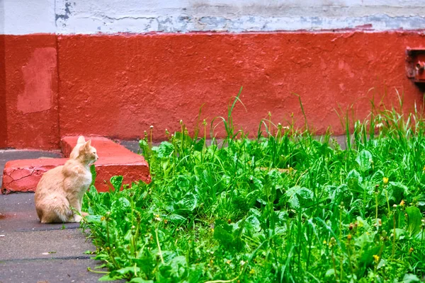 Street Cat Zit Buurt Van Hoog Gras Algemeen Plan — Stockfoto