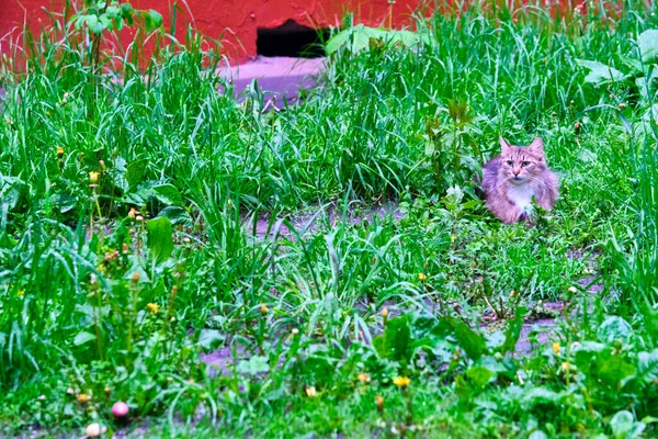 Schöne Katze Liegt Gras — Stockfoto