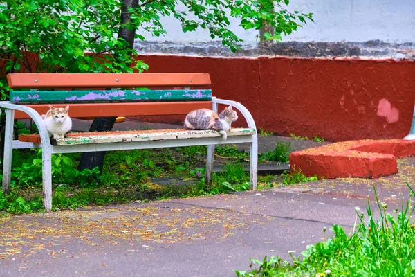 通りの猫はベンチに寝そべってる — ストック写真