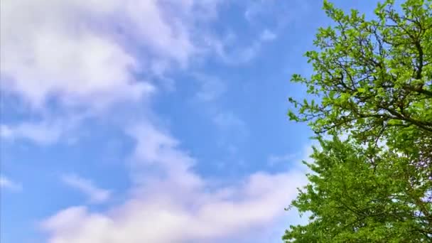 時間経過日没時に浮遊する雲と空 旅行中に車の窓から空の景色 樹冠のシルエットはゆっくりと空に向かって動きます — ストック動画