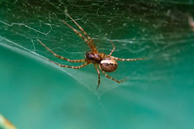 Örümcek bir web makrosu üzerinde oturur