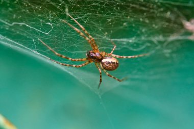 Örümcek bir web makrosu üzerinde oturur