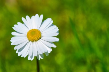 Yumuşak alan papatya yakın çekim makro genel plan
