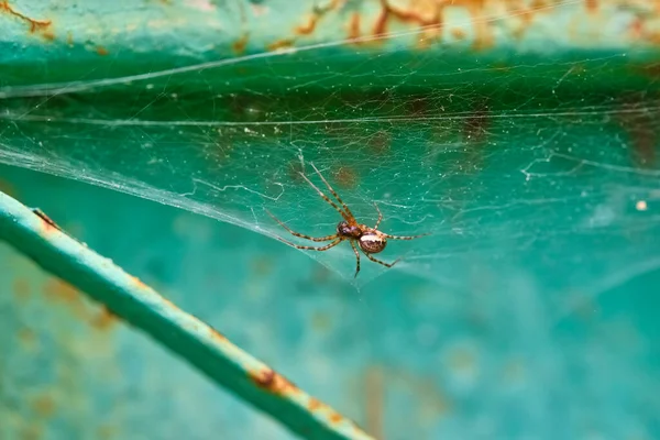 Spider Est Assis Sur Une Macro Web — Photo