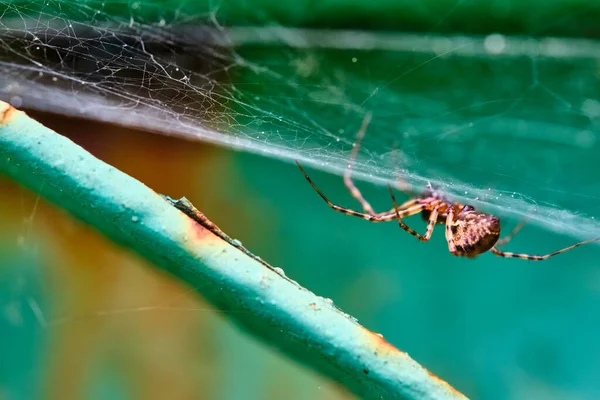 Pavouk Sedí Makru Webu — Stock fotografie