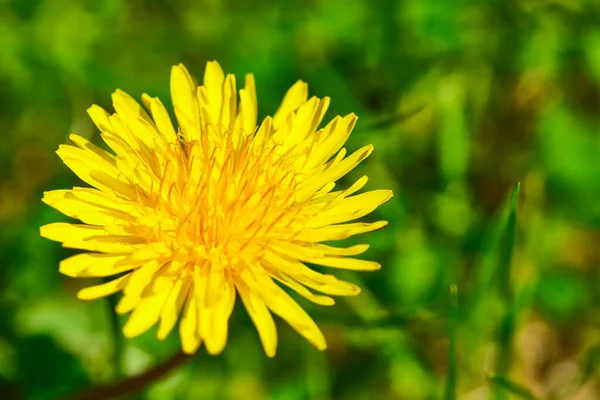 Flauschige Gelbe Löwenzahn Nahaufnahme Von Oben — Stockfoto