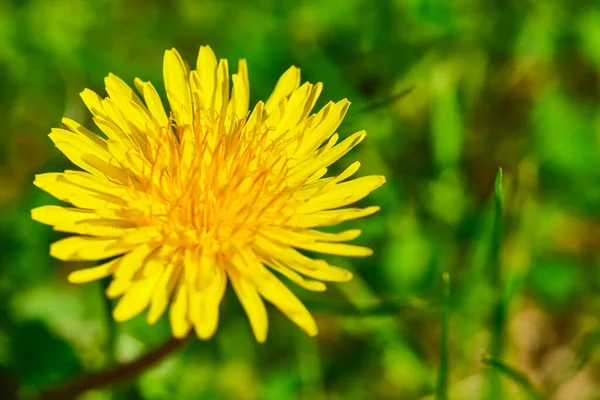 Flauschige Gelbe Löwenzahn Nahaufnahme Von Oben — Stockfoto