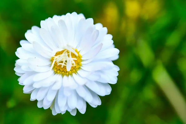 Flauschige Feld Gänseblümchen Nahaufnahme Makro Allgemeinen Plan — Stockfoto