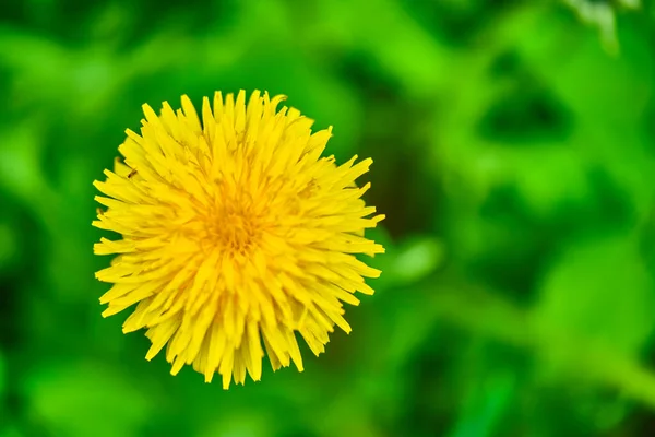 Fluffy Yellow Dandelion Close View — Stock fotografie