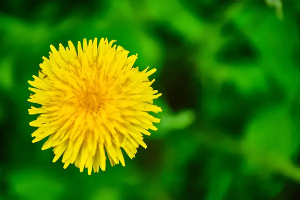 Fluffy Żółty Dandelion Bliska Widok Góry — Zdjęcie stockowe