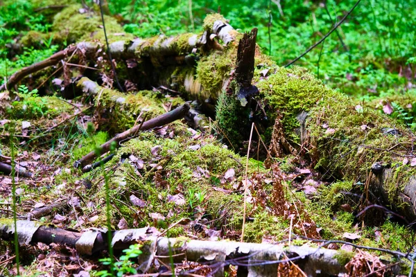 Bela Velha Árvore Caída Floresta — Fotografia de Stock