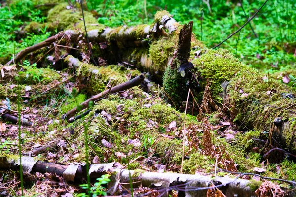 Schöner Alter Umgestürzter Baum Wald — Stockfoto