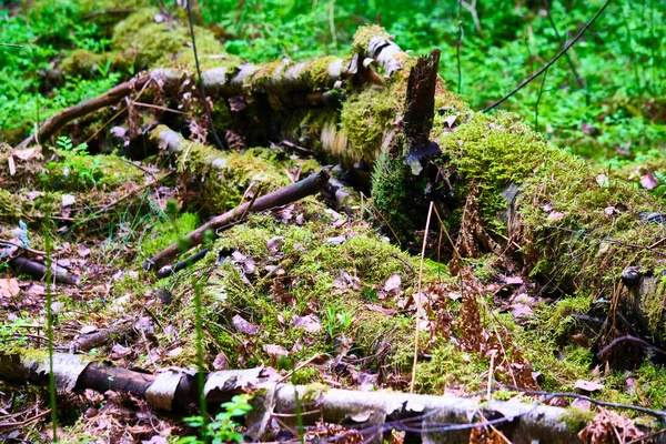 Bela Velha Árvore Caída Floresta — Fotografia de Stock