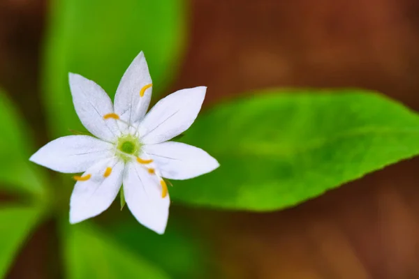 Güzel Makro Kır Çiçekleri Genel Planı — Stok fotoğraf