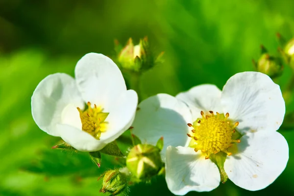 Beautiful Flowers Strawberries Macro — Stock Photo, Image