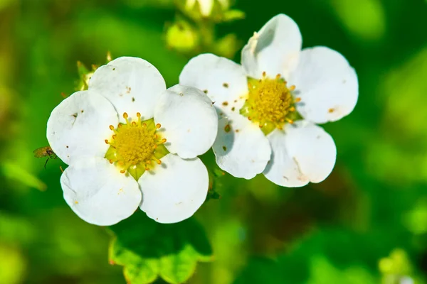 Beautiful Flowers Strawberries Macro — Stock Photo, Image