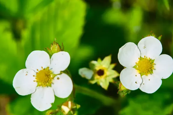 Beautiful Flowers Strawberries Macro — Stock Photo, Image