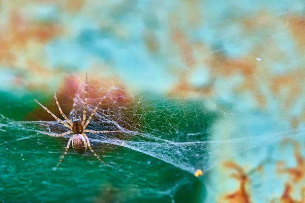 Spider Senta Plano Macro Geral Web — Fotografia de Stock