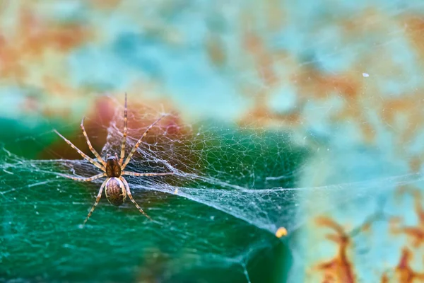 Spider sits on a web macro general plan