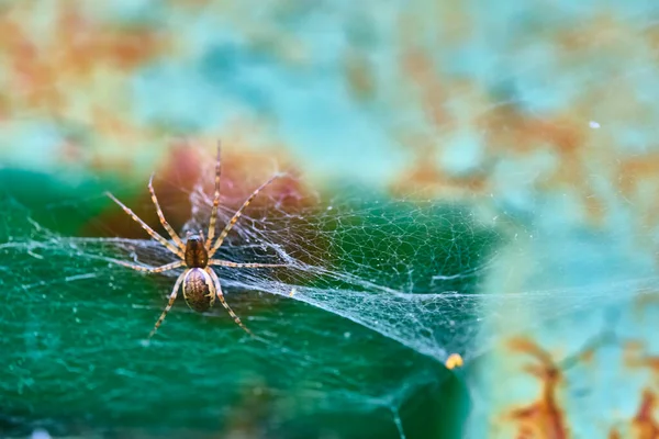 Павук Сідає Макроплан — стокове фото