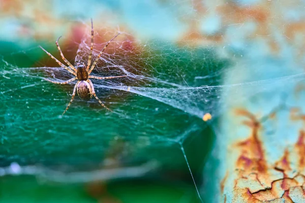 Павук Сідає Макроплан — стокове фото