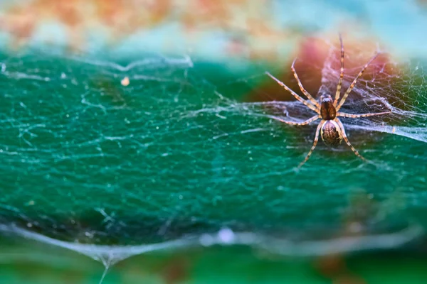 Spider Sits Web Macro General Plan — Stock Photo, Image