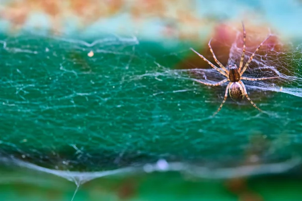 Spider sits on a web macro general plan