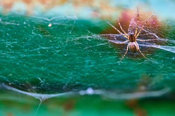 Pavouk Sedí Obecném Plánu Webového Makra — Stock fotografie