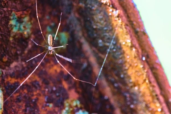 Spider Est Assis Sur Fer Rouillé Plan Général Macro Couleur — Photo