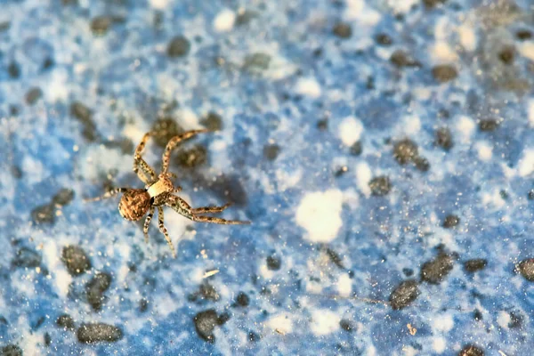 Spider Est Assis Sur Macro Linolium — Photo