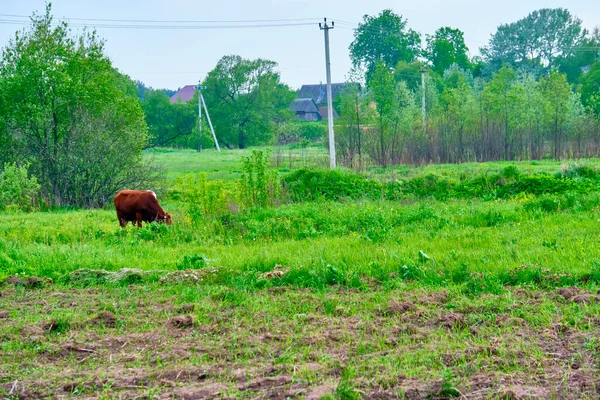 Коров Ячі Прикраси Зеленому Лузі Загальний План — стокове фото