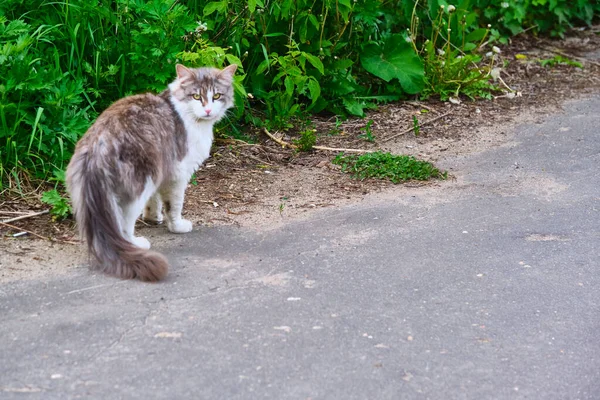 Flauschige Straßenkatze Auf Dem Bürgersteig — Stockfoto