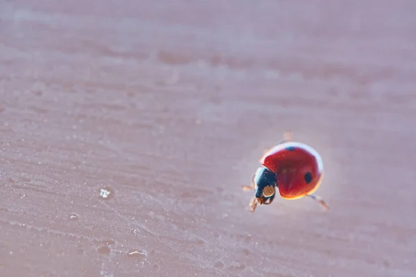 Red Ladybug Black Spots Sits Green Leaves Dripping Wet Glass — Stock Photo, Image