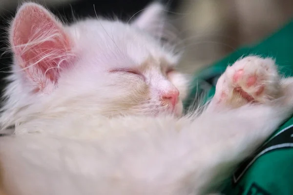 Chaton Blanc Dort Sur Ses Bras Plan Général — Photo