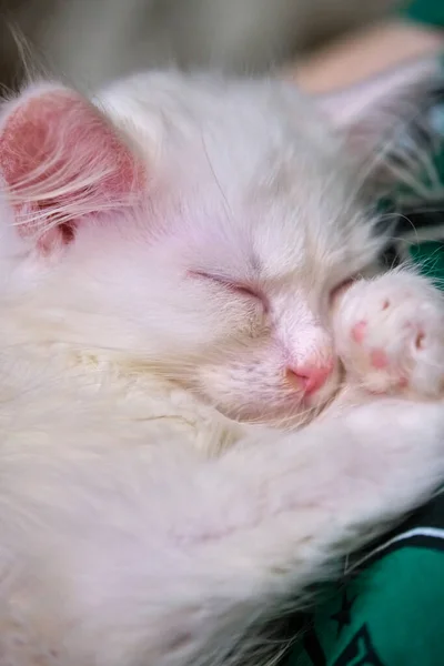 Weißes Kätzchen Schläft Auf Seinen Armen Aus Nächster Nähe — Stockfoto