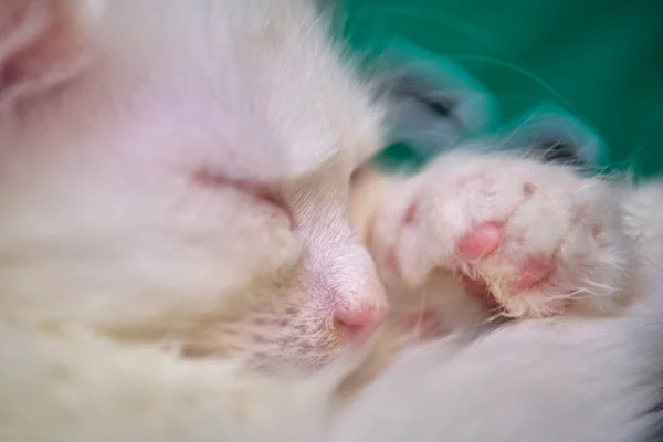 Weißes Kätzchen Schläft Auf Seinen Armen Aus Nächster Nähe — Stockfoto