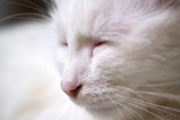 Vit Katt Ansikte Närbild Färg — Stockfoto