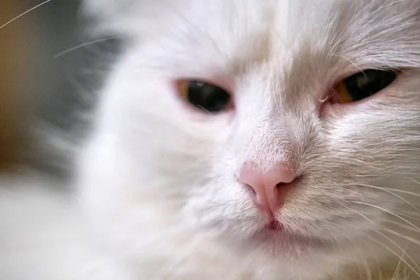 White cat\'s face close-up color