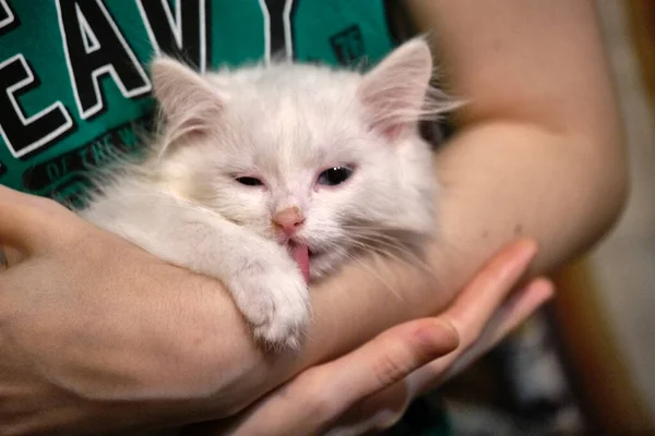 Beyaz Kedi Yavrusu Bir Adamın Kollarında Yatıyor — Stok fotoğraf