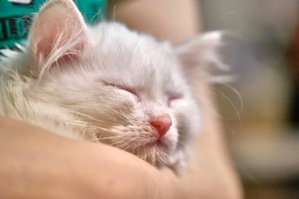 Белый Котёнок Спит Руках — стоковое фото