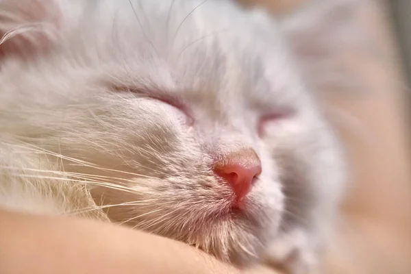 Biały Kotek Śpi Ramionach — Zdjęcie stockowe