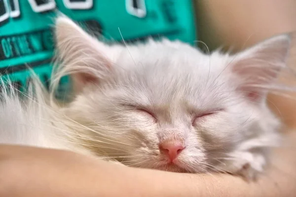 Branco Gatinho Dorme Seus Braços Perto — Fotografia de Stock