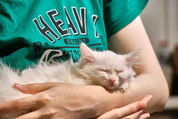 Biały Kotek Śpi Swoich Ramionach — Zdjęcie stockowe