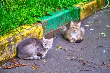 Sokaktaki iki kedi genel plan.